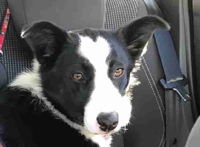 Ruby 7 month old female Border Collie Cross available for adoption