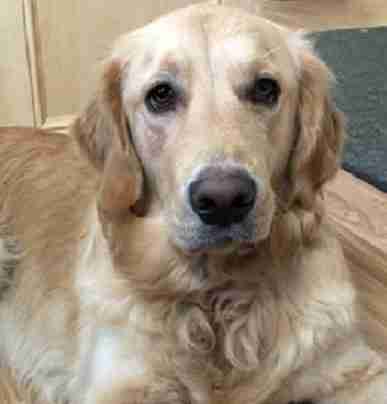 Golden Retriever Dogs For Adoption
