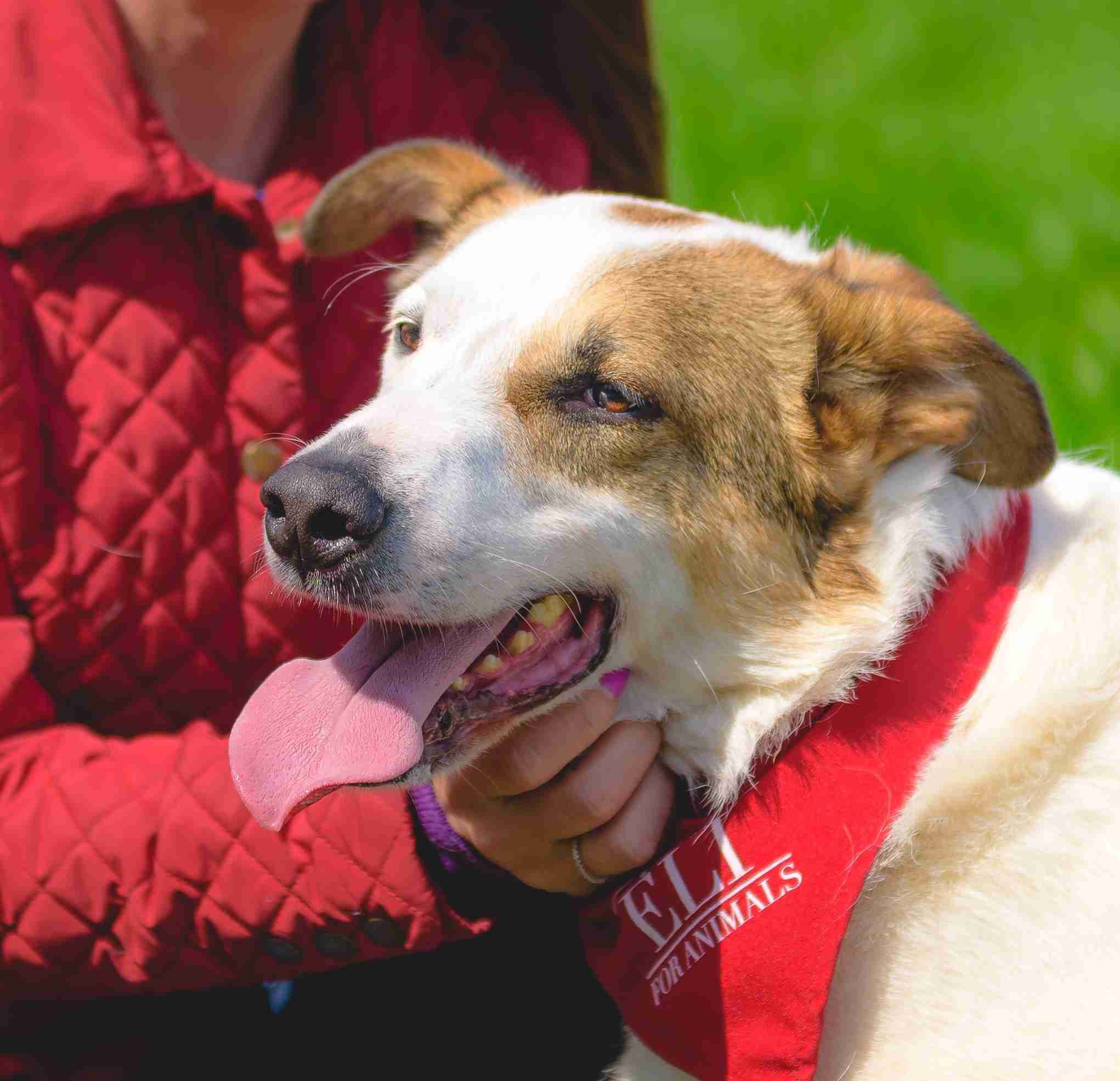 Don 4 year old male CrossBreed dog for adoption