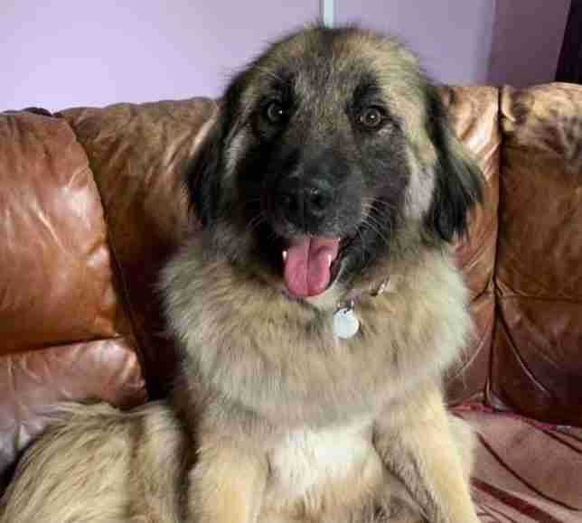 Bella 5 year old female Caucasian Shepherd Dog available for adoption