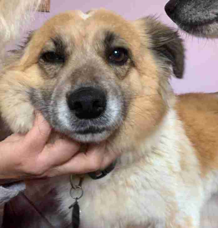 Julia 4 year old female CrossBreed dog for adoption