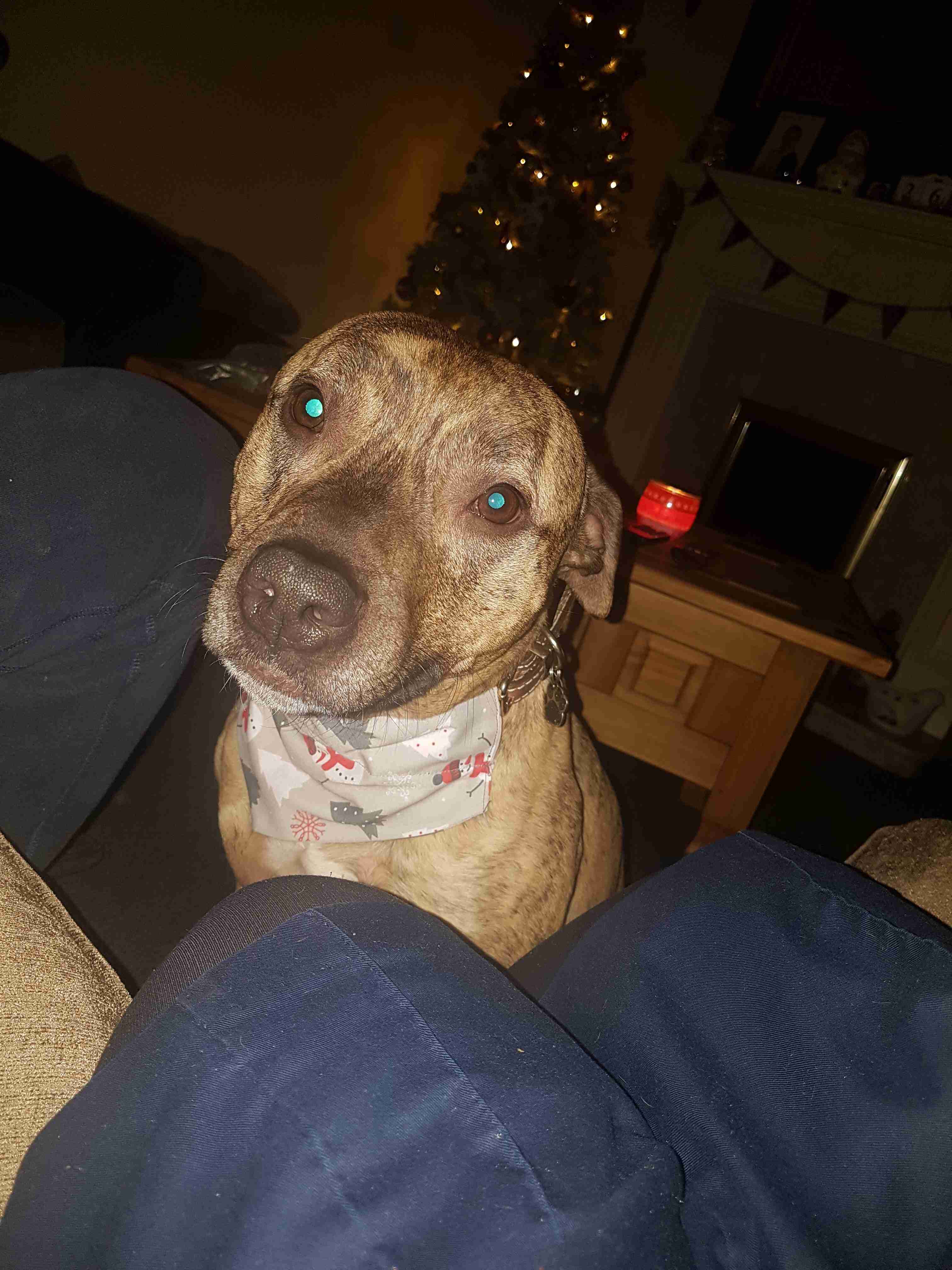 Rico 4 year old male Staffordshire Bull Terrier cross