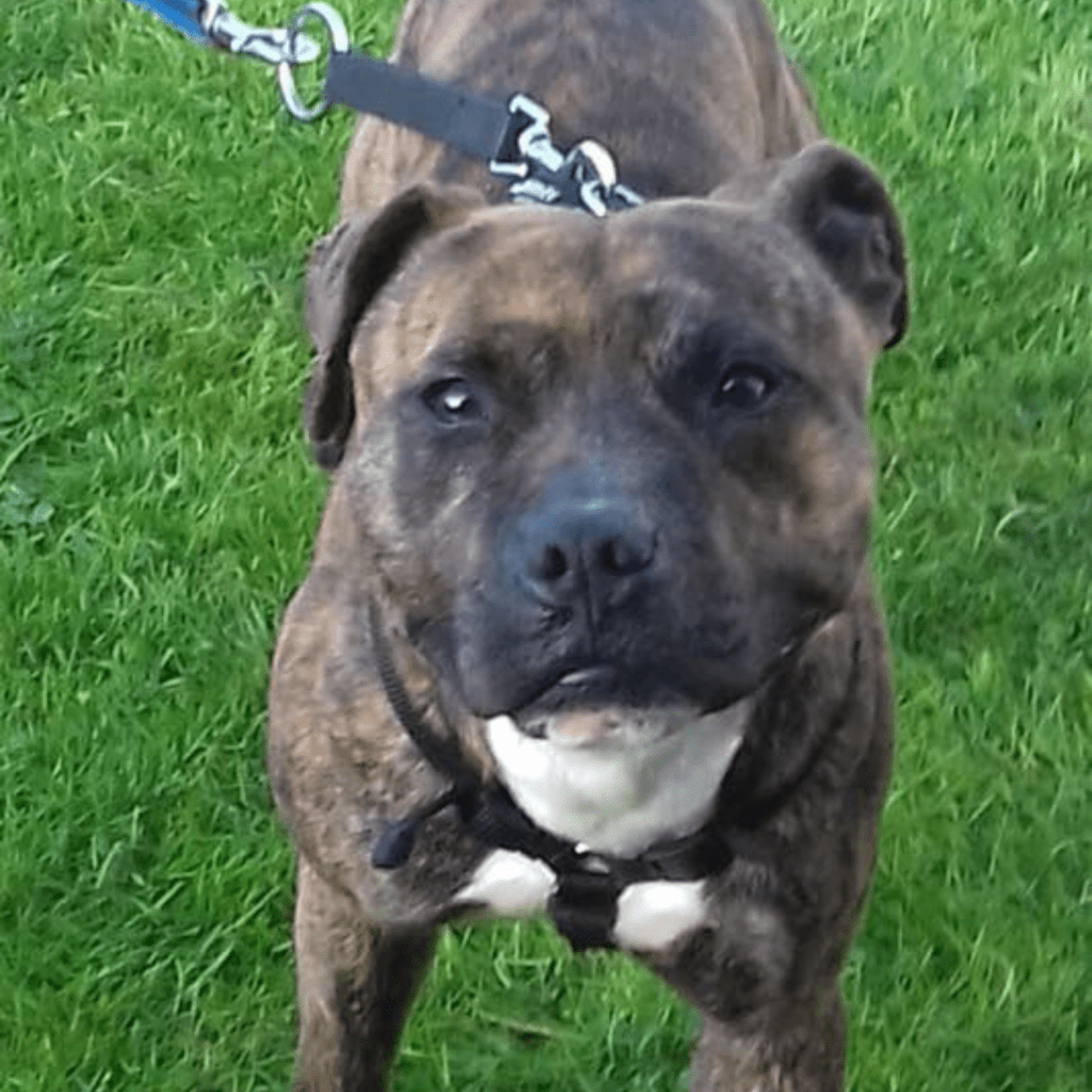 Loki 3 year old male Staffordshire Bull Terrier