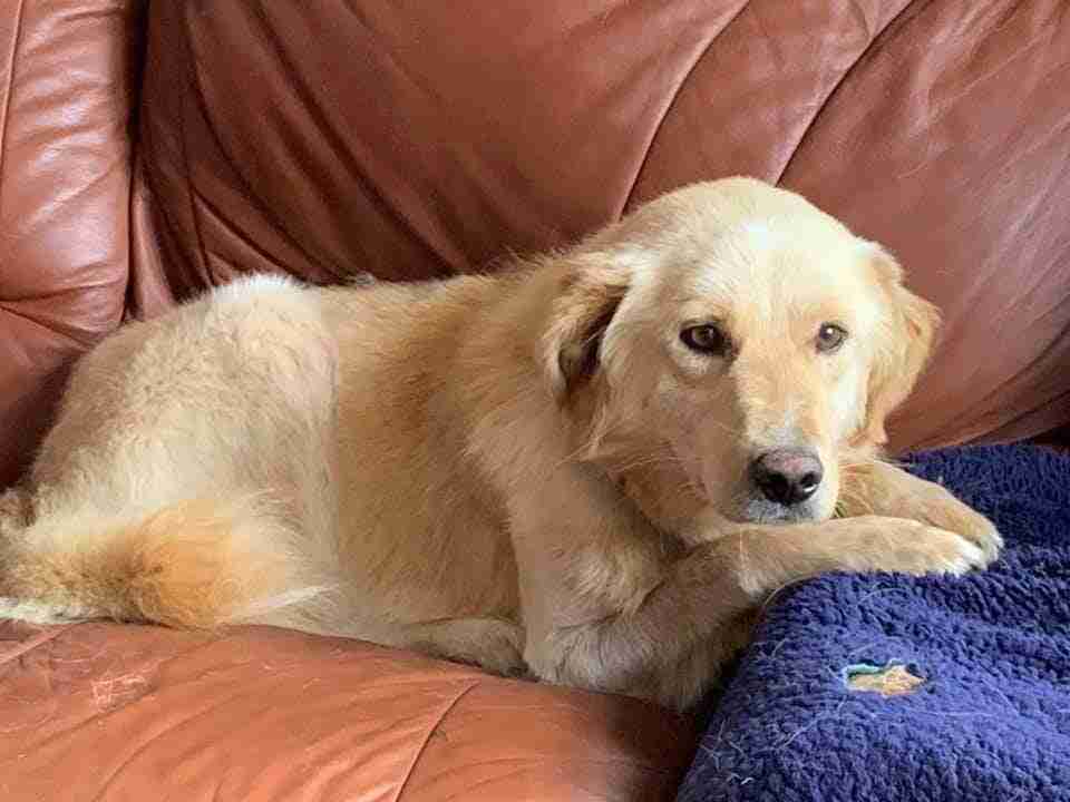 Ellis 5 year old male Golden Retriever Cross dog for adoption