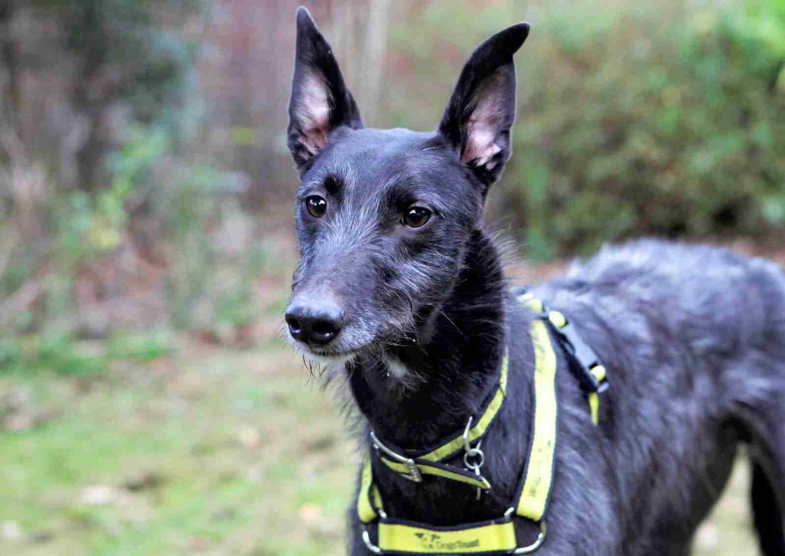 Ace 2 year old male Lurcher dog for adoption