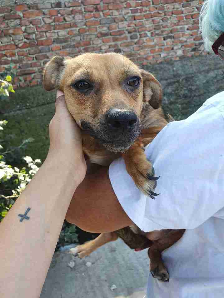 Sher 4 year old female CrossBreed dog for adoption