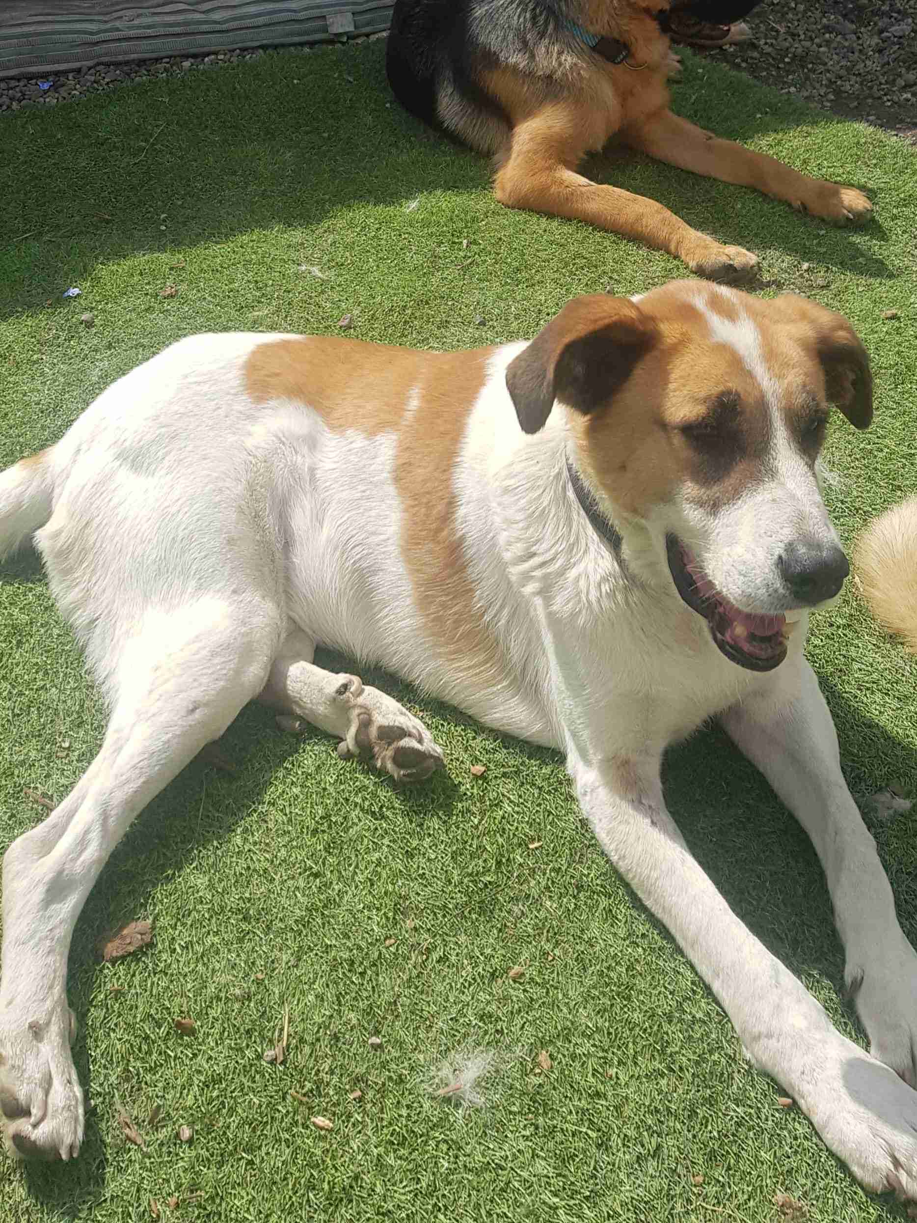 Barney 35 year old male Spanish Mastin Cross dog for