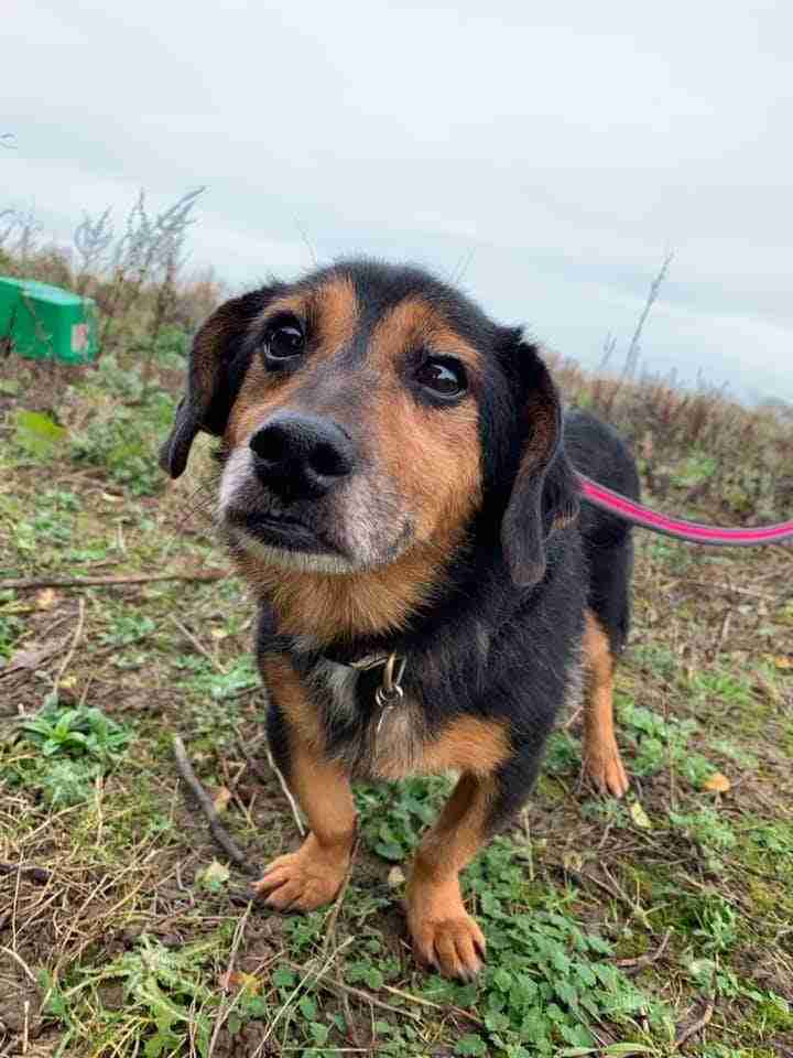 Zeppo 10 year old female Miniature Dachshund Cross available for adoption