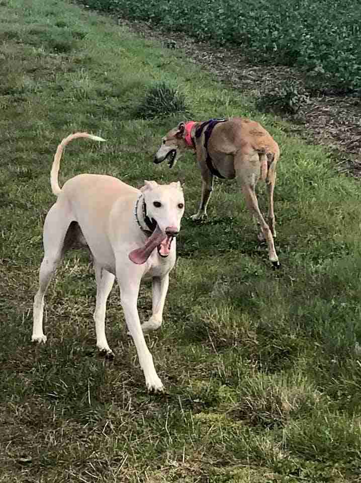 Dallas 5 year old male Spanish Greyhound (Galgos) available for adoption