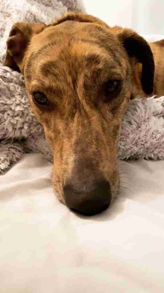 JLP Trust Animal Rescue South Yorkshire Dogs for