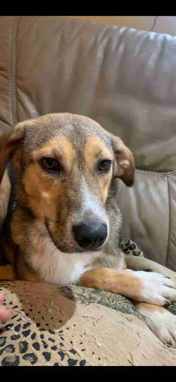 Animal Adoption International Dogs for Adoption