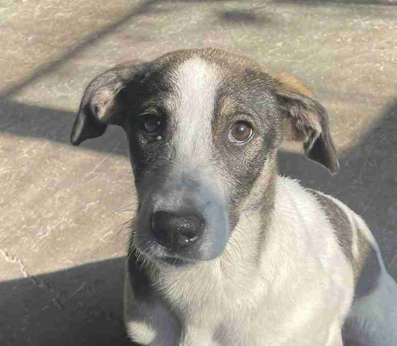 56 month old female CrossBreed available for adoption