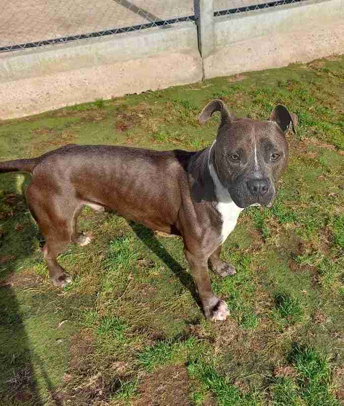 Staffordshire Bull Terrier Cross Dogs For Adoption