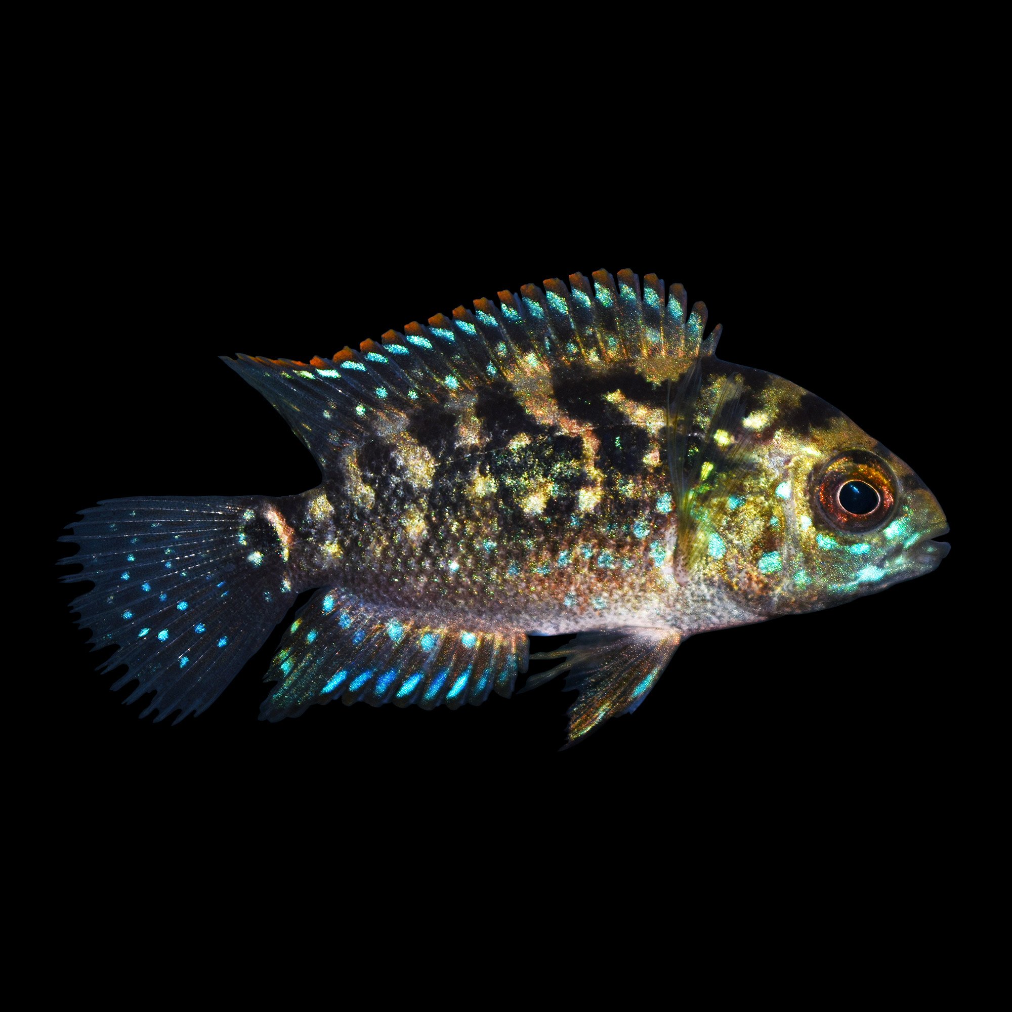 Jack Dempsey Cichlid Petco