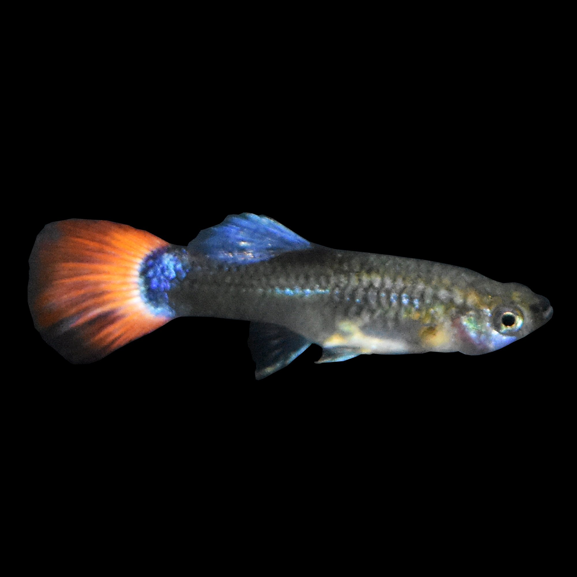 Assorted Female Fancy Guppies Petco