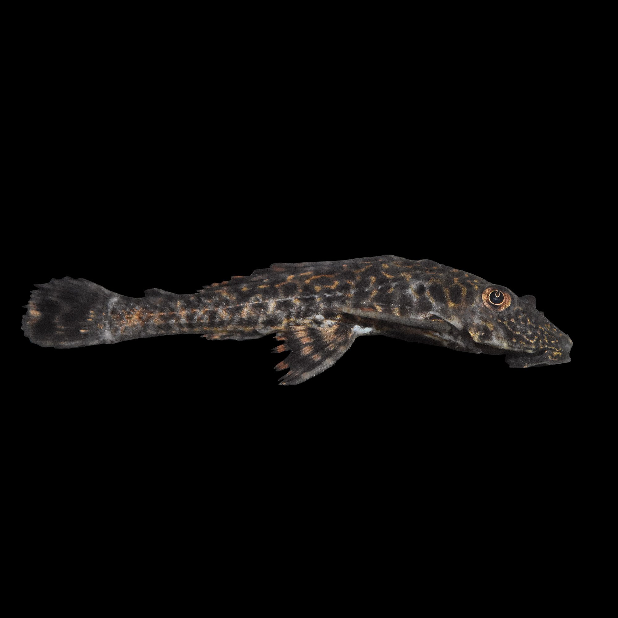 Plecostomus Petco