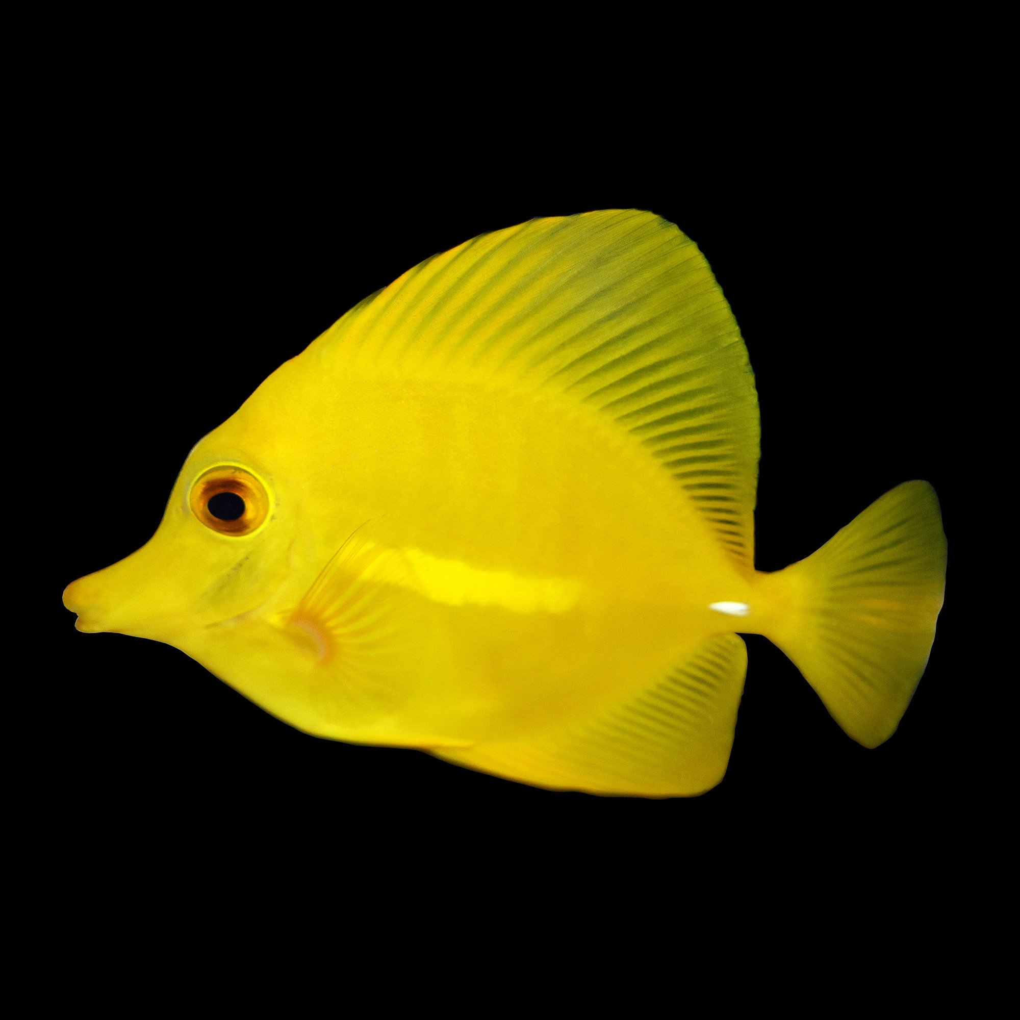 Yellow Tang Petco