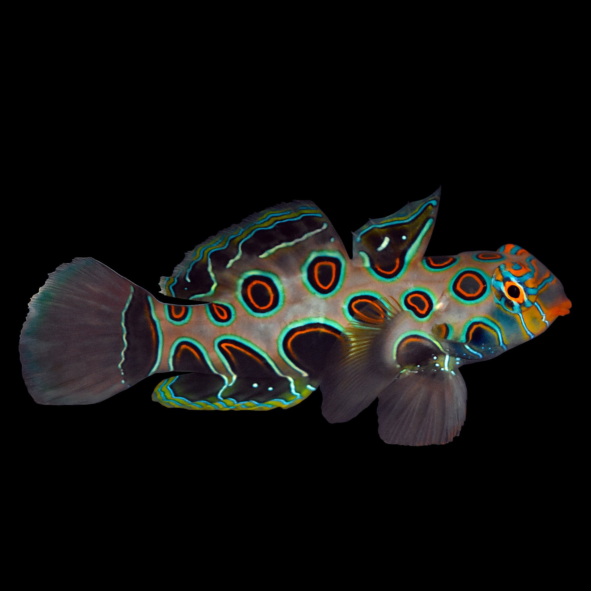 Spotted Mandarin Goby Petco