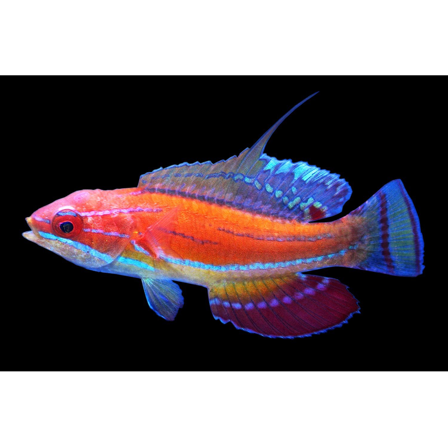 Carpenters Flasher Wrasse Petco