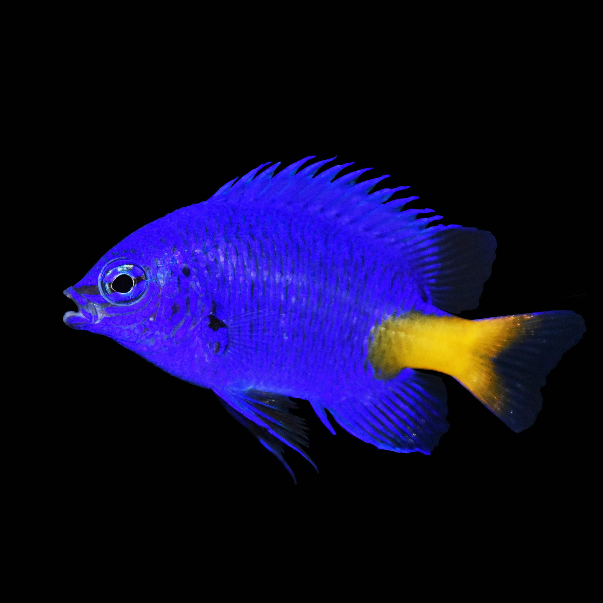 Yellowtail Blue Damsel Petco