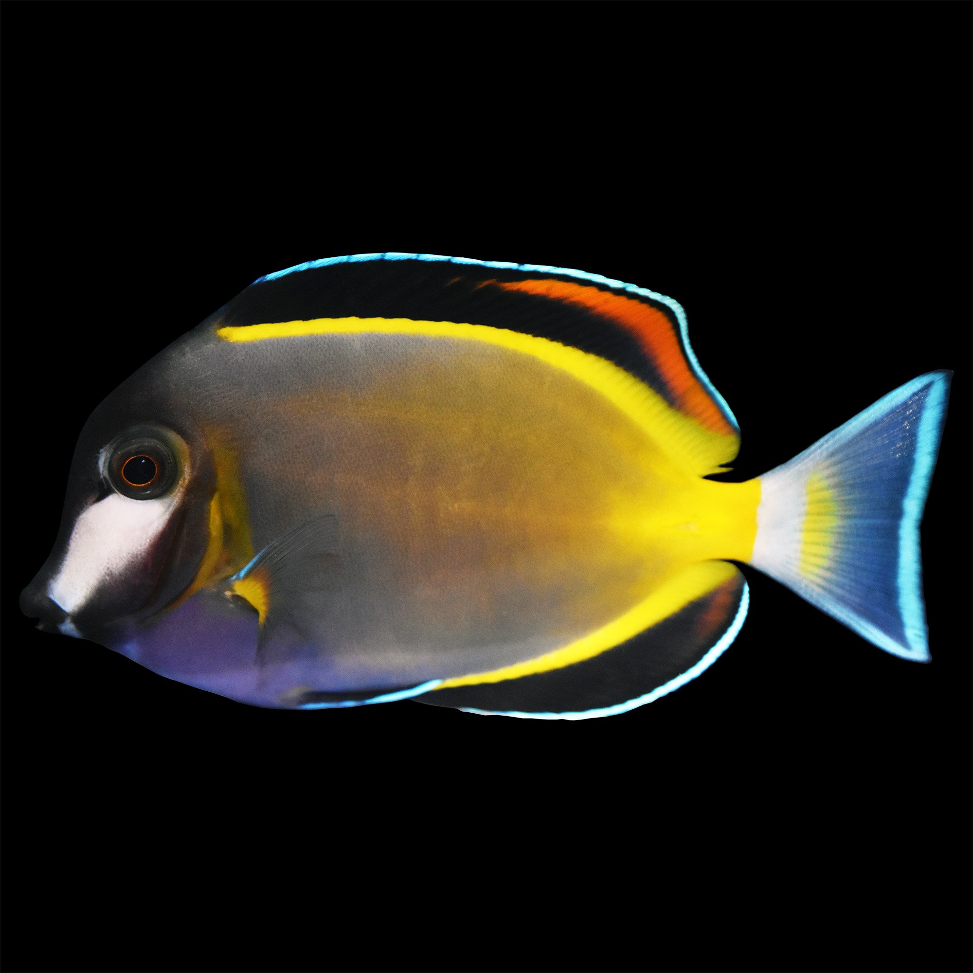 Powder Brown Tang Petco