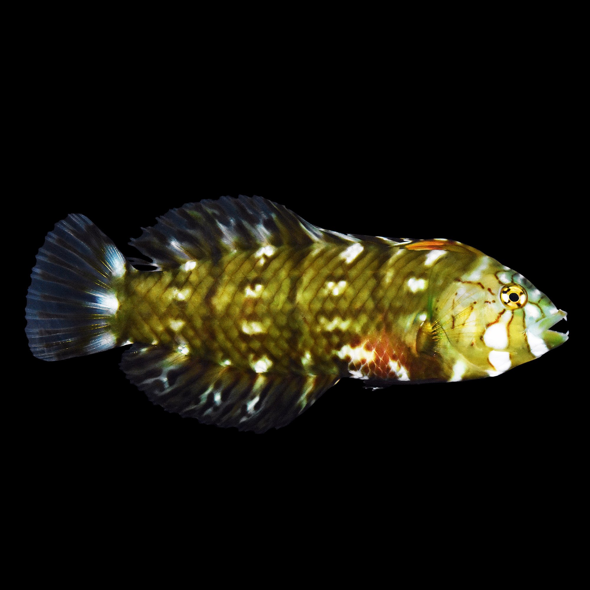 Dragon Wrasse Petco
