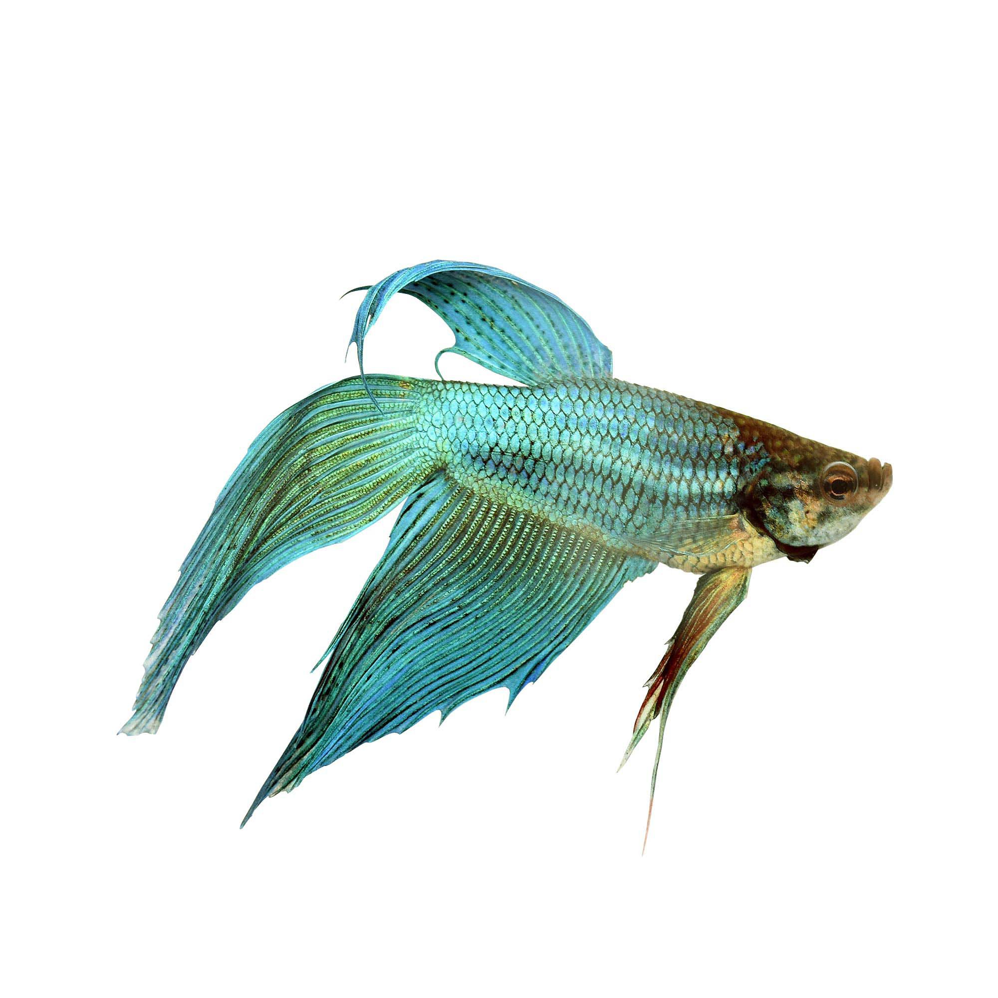 Green Male Veiltail Betta Petco