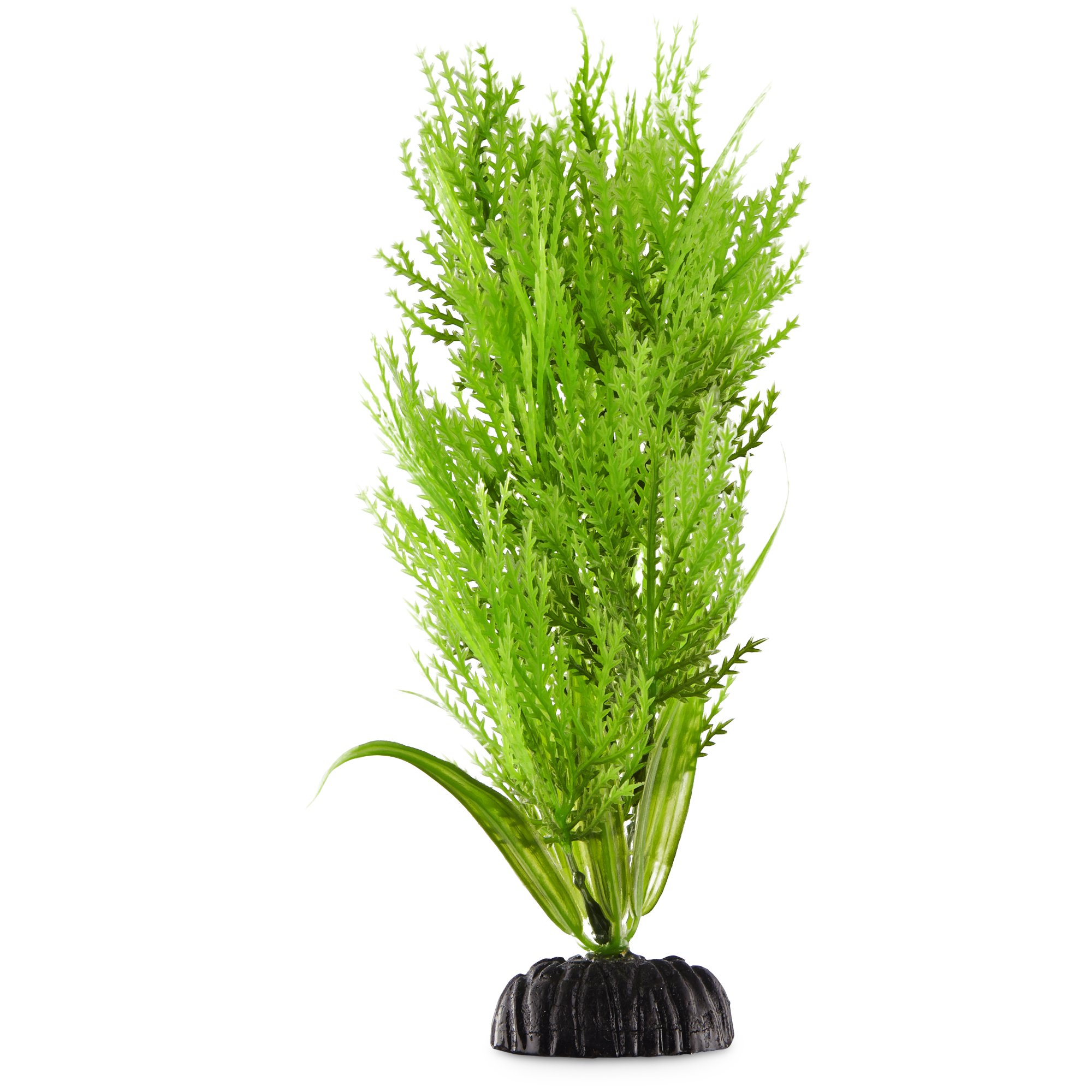 Imagitarium Blue Ambulia Midground Aquarium Plant Petco