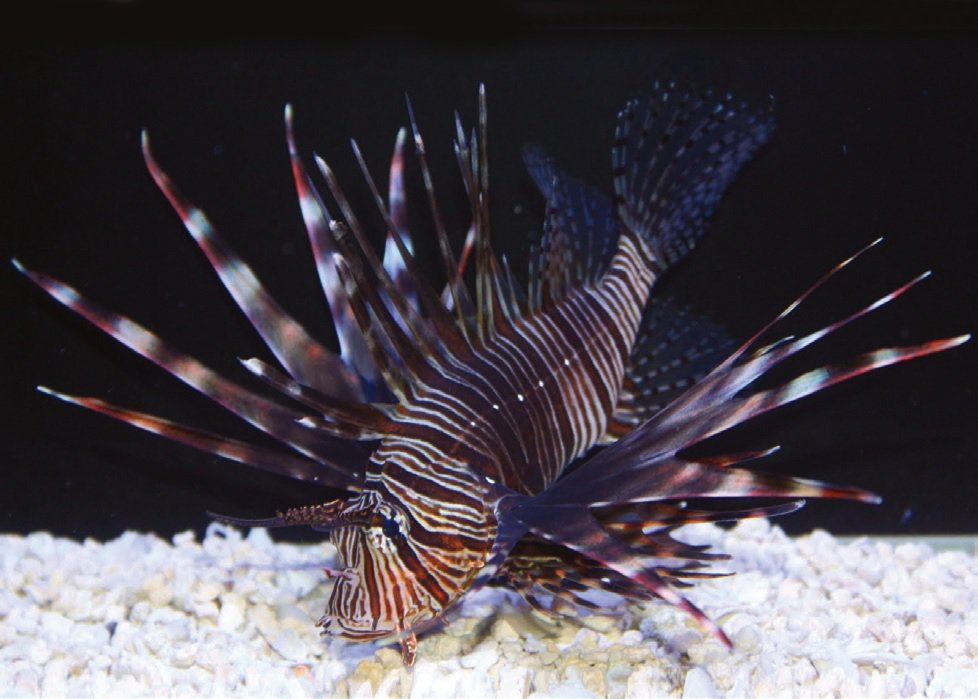 Lionfish Care Sheet Petco