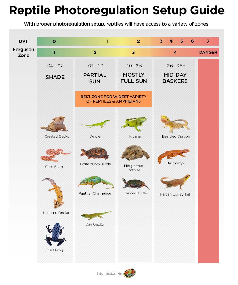 Reptile UVB Lighting Guide Petco