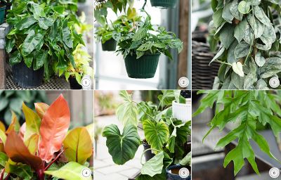 New in the Nursery Rare Philodendrons Terrain