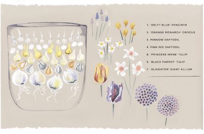 Our Layered Bulb Garden Planning & Planting The BLOG at Terrain
