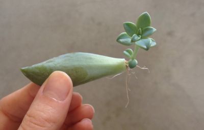 HowTo Propagating Succulents The BLOG at Terrain Terrain