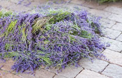 A Day at Carousel Lavender Farm The BLOG at Terrain