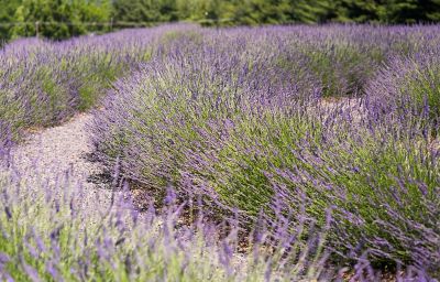 A Day at Carousel Lavender Farm The BLOG at Terrain