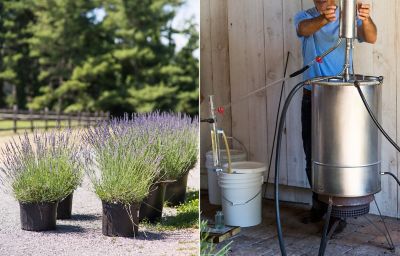 A Day at Carousel Lavender Farm The BLOG at Terrain
