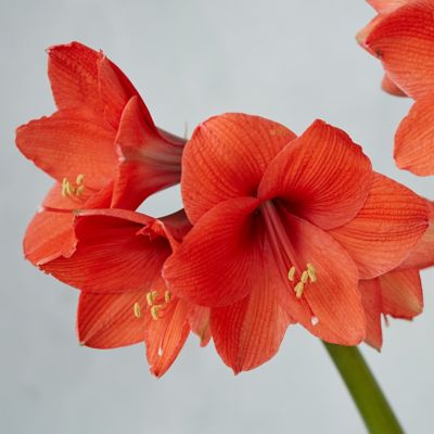 Amaryllis ‘Desire’ Jumbo Bulb in Garden Holiday at Terrain