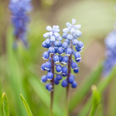 Muscari ‘Peppermint’ Bulbs Terrain