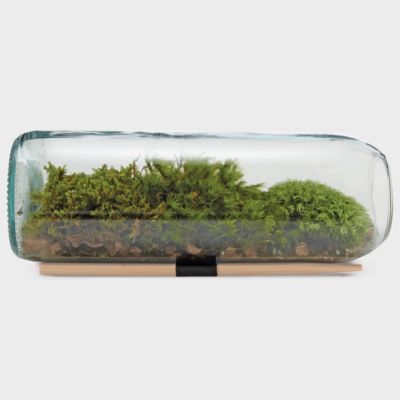 Terrarium Bottle, Moss Terrain