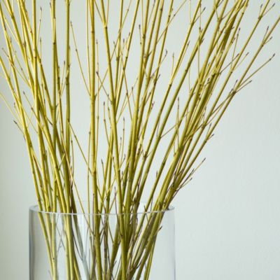 Dogwood Branches Terrain