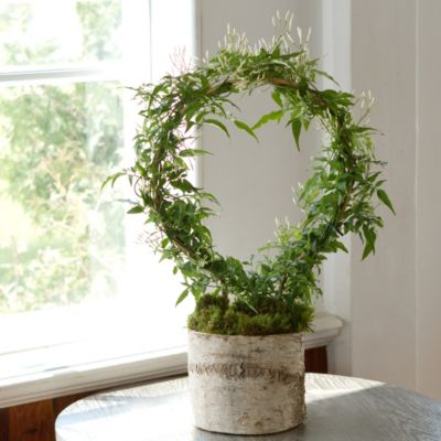 Jasmine Hoop in Garden Plants + Flowers at Terrain