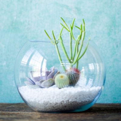 Fishbowl Terrarium Terrain