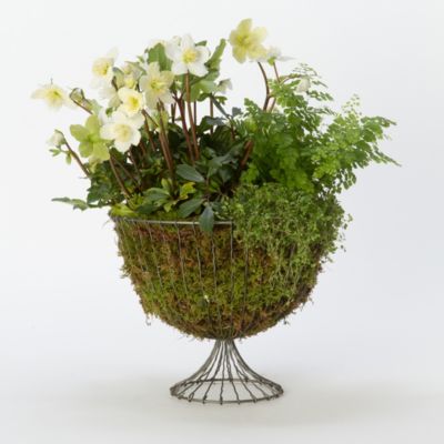 Wire Urn Planter, 12" Terrain