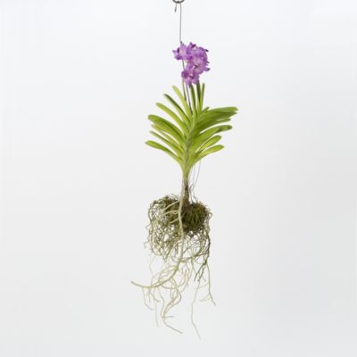 Hanging Vanda Orchid in Mother's Day Flowers + Blooming at Terrain