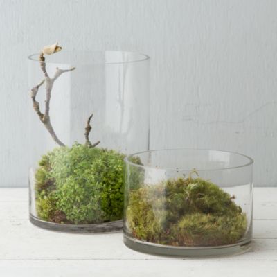 Sliced Cylinder Terrarium, Tall in Garden Vessels at Terrain