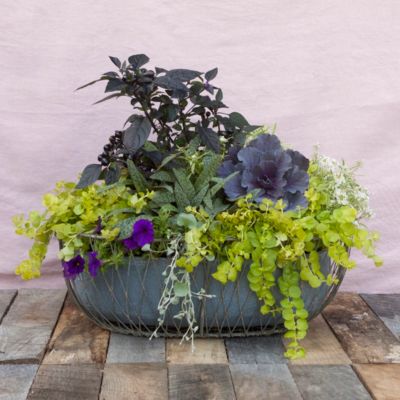 Wired Zinc Oval Planter Terrain