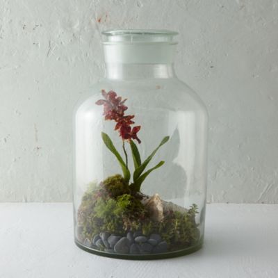 Apothecary Jar Terrarium Terrain