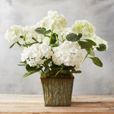 White Hydrangea, Woodgrain Pot Terrain