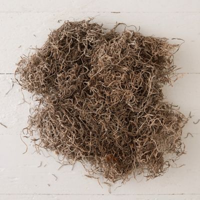 Preserved Spanish Moss Terrain