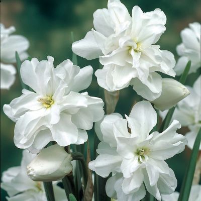 Narcissus ‘Double Poet’s’ Bulbs Terrain